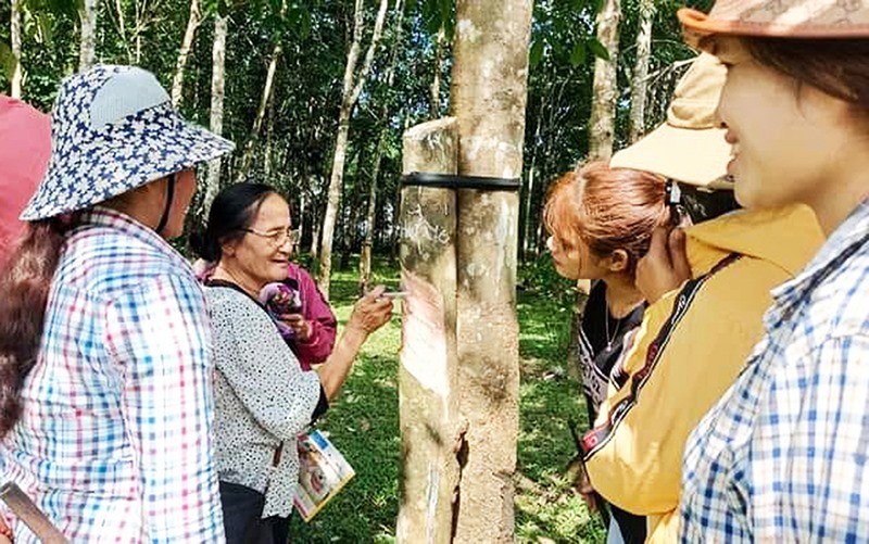 Dạy nghề cạo mủ cao su cho đồng bào DTTS ở xã Vĩnh Hà, huyện Vĩnh Linh -Ảnh: T.A