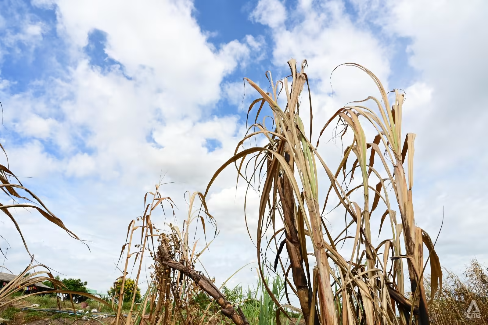 Hạn hán đặt ra thách thức lớn cho người trồng lúa ở Thái Lan, đặc biệt là ở vùng đông bắc nơi nước tưới vẫn còn hạn chế. Ảnh: CNA