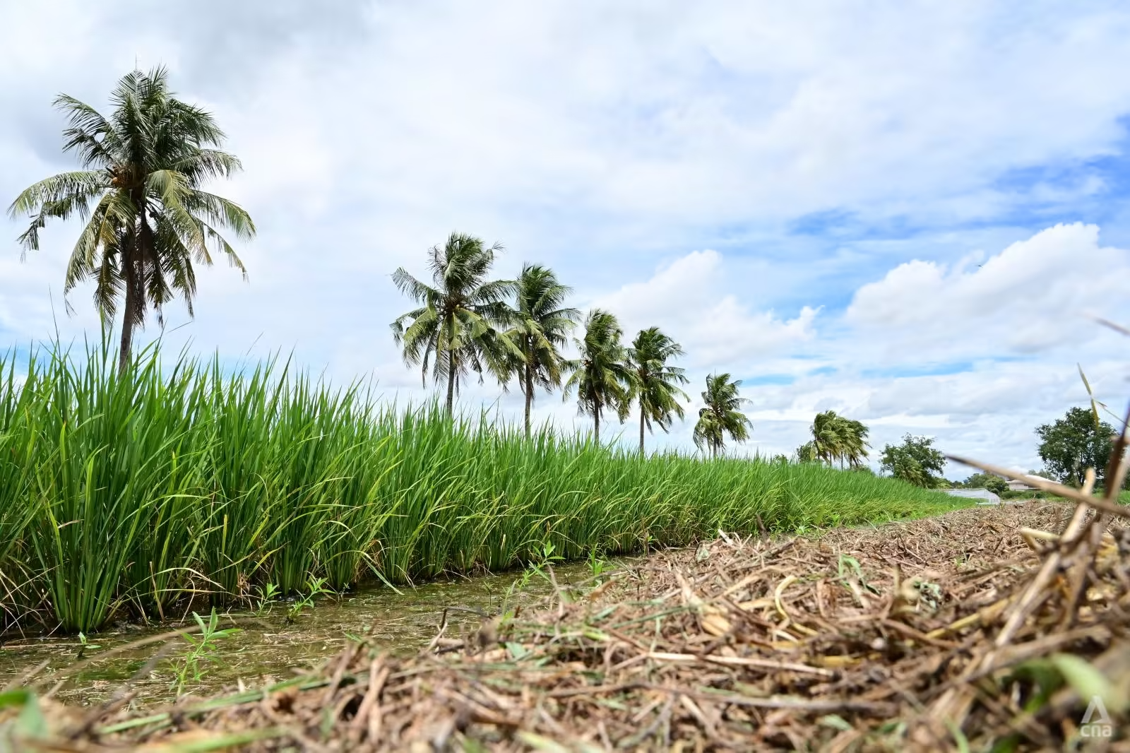 Năng suất lúa gạo của Thái Lan thấp hơn đáng kể so với các đối thủ cạnh tranh chính là Ấn Độ và Việt Nam. Ảnh: CNA