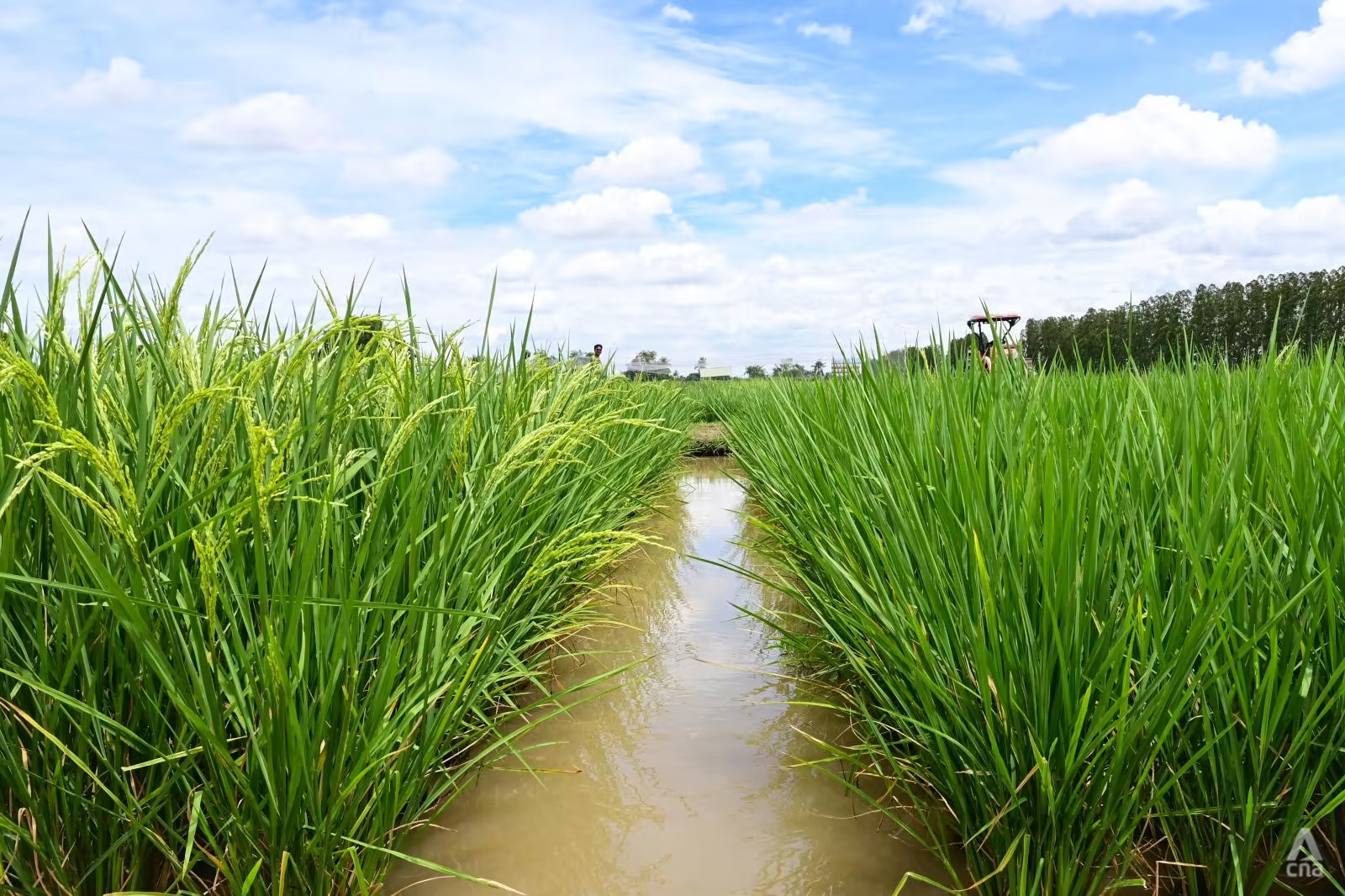 Khối lượng xuất khẩu gạo của Thái Lan trong 8 tháng đầu năm 2023 tăng 12% so với cùng kỳ năm ngoái. Ảnh: CNA