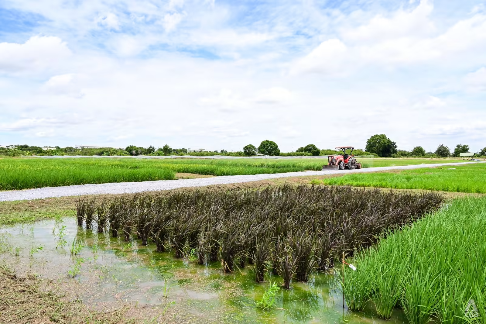 Thái Lan sản xuất nhiều gạo hơn mức tiêu thụ nhưng tương lai ngành lúa gạo nước này đang bị đe dọa bởi biến đổi khí hậu. Ảnh: CNA