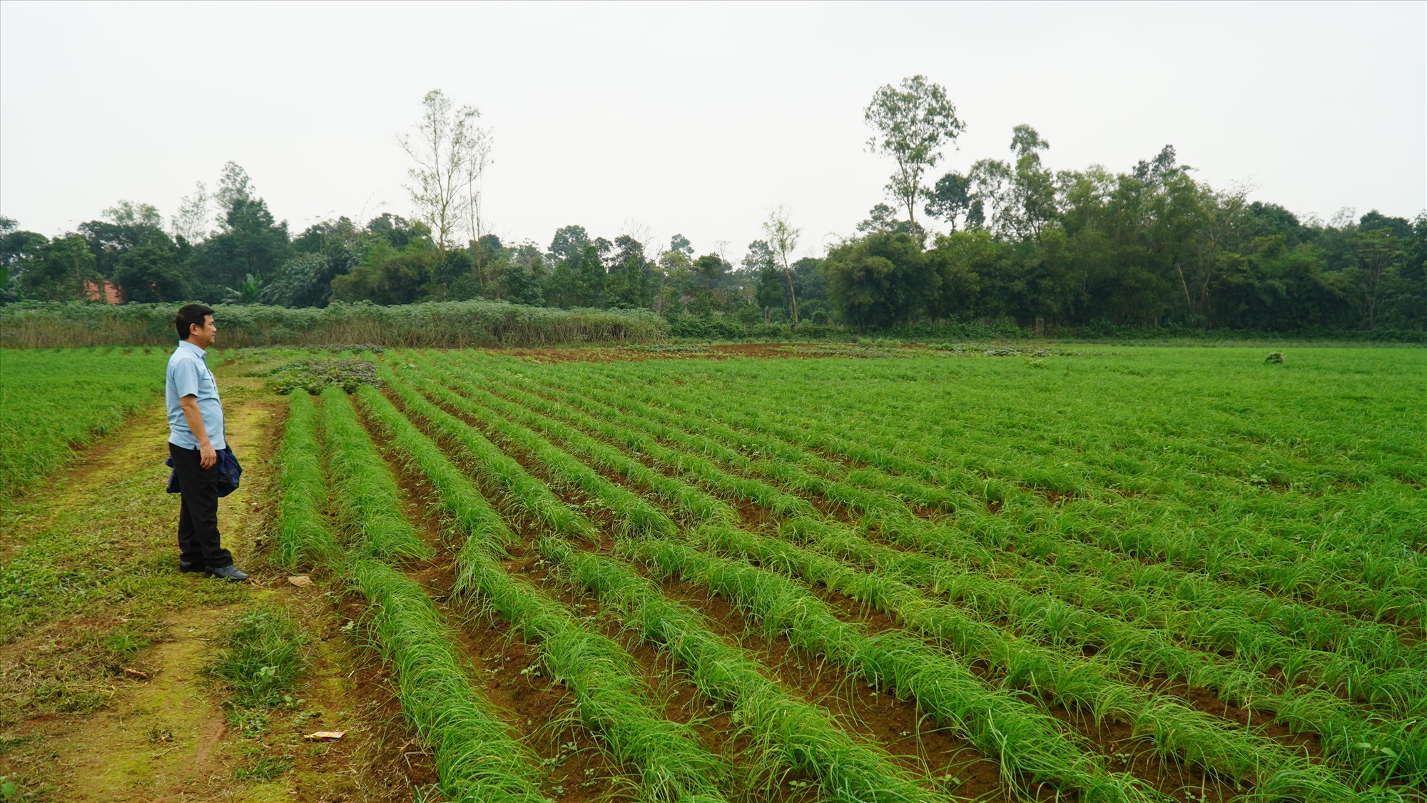 Vùng trồng ném của xã Cam Chính được chứng nhận đạt tiêu chuẩn VietGAP-Ảnh: Anh Vũ