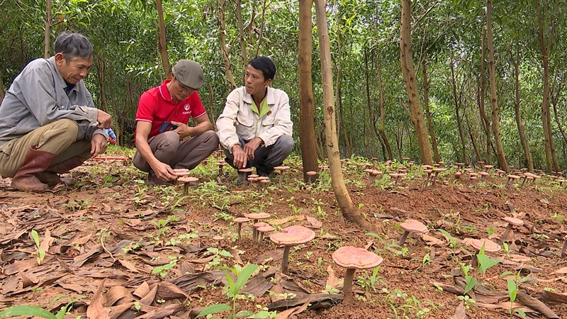Nấm linh chi đỏ trồng dưới tán rừng keo lai phát triển tốt, mang lại hiệu quả kinh tế cho người dân - Ảnh: T.P