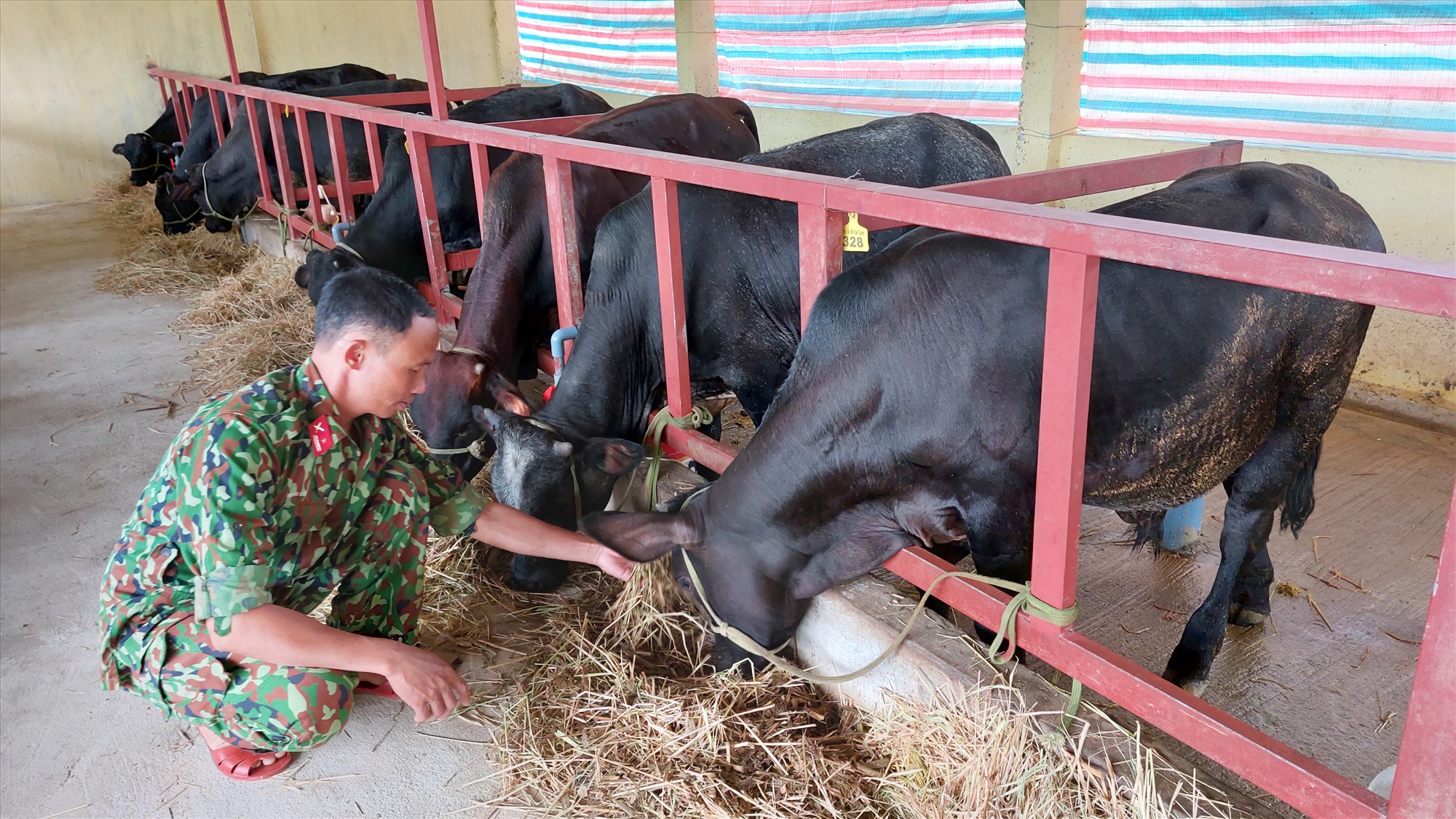 Mô hình thí điểm chăn nuôi bò thịt BBB tại Đoàn KT-QP 337, huyện Hướng Hóa - Ảnh: N.T.H
