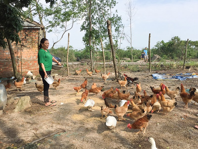 Chăn nuôi gà thả vườn nông hộ ở xã Hải Thượng, Hải Lăng cho thu nhập khá -Ảnh: T.C.L
