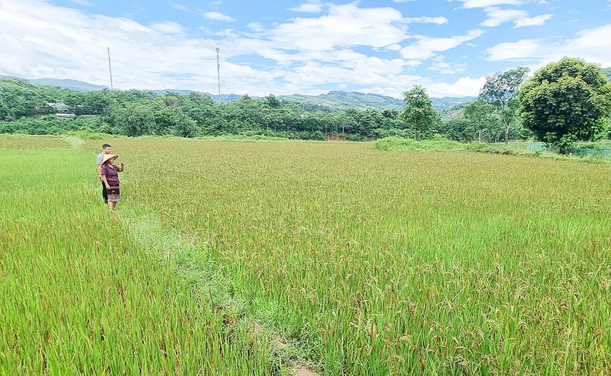 Được các chương trình, dự án hỗ trợ sản xuất, người dân ở xã A Ngo có điều kiện khôi phục, phát triển giống lúa nếp than -Ảnh: N.T