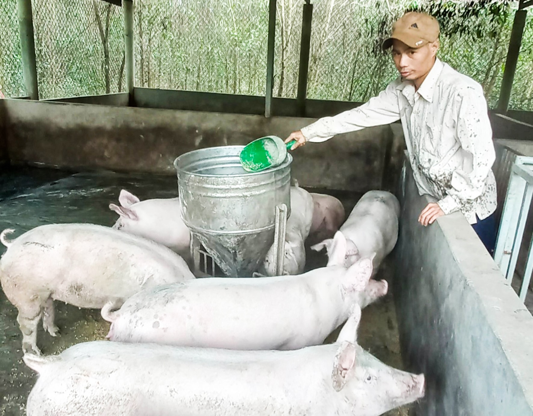 Đàn lợn của anh Lê Đức Quang Huy ở thôn Lai Bình, xã Vĩnh Chấp, Vĩnh Linh chuẩn bị bán ra thị trường -Ảnh: TÚ LINH