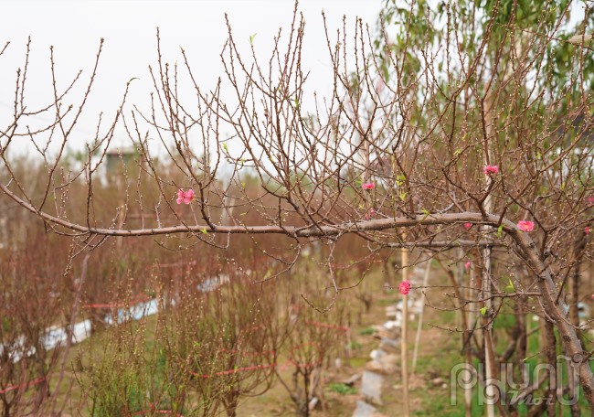 Gia đình ông Hiện có khoảng 300 gốc có tuổi từ 5-15 năm, chủ yếu bán theo cành nên việc chăm sóc vất vả. “Gia đình tôi vừa nhận đơn hơn 50 cành khách mua vận chuyển sang Anh có giá từ 180.000 – 500.000 đồng/cành. Nếu năm nay thuận lợi thu về hơn 300 triệu đồng”, ông Hiện cho biết.