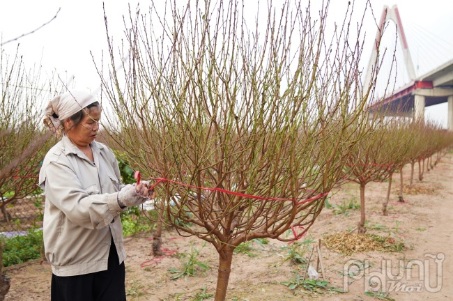 Gia đình bà Nghị cũng vừa nhận được đơn hàng hơn 50 cành với giá 1,2 triệu đồng khi đào đang chuẩn bị công đoạn vào khuôn (tạo hình). Theo bà Nghị, thời gian kéo dài thêm một tháng, cộng với việc thời tiết năm nay ấm hơn mọi năm nên việc đào nở sớm là điều lo lắng của bà và tất cả các chủ vườn đào tại đây. Bà Nghị cho biết: “Hơn 300 gốc đào, cả công chăm sóc, phân bón, thuốc thang vụ này gia đình thu về gần 500 triệu. Bây giờ tạo hình xong chờ đào nở và thương lái đến mua”.