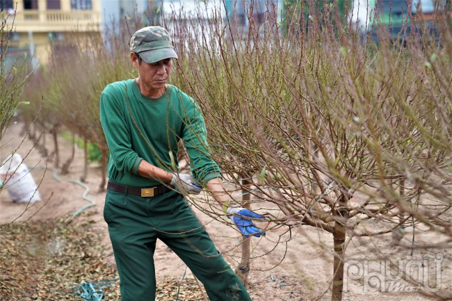 Là người có nhiều năm kinh nghiệm trồng đào Nhật Tân nhưng ông Lê Đình Phú, năm nay đã gần 70 tuổi, sống tại Nhật Tân (Tây Hồ, Hà Nội) cho biết: “Với kinh nghiệm hơn 40 năm trồng giống đào đặc biệt này nhưng tôi cũng không ít lần thất bại, thậm chí trắng tay.