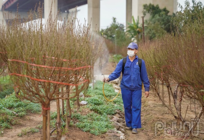 Cây đào Nhật Tân ưa lạnh và nhiệt độ hài hòa. Thế nhưng, năm nay thời tiết thay đổi thất thường. Còn hơn 1 tháng mới đến Tết nhưng đã có những cành đào bung nở, hoa đào rực hồng cả vườn. Nhìn hoa đào nở mà người dân trồng đào như chúng tôi rụng rời chân tay”.