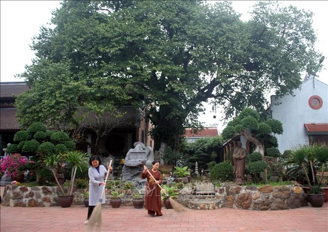 Cây thị tại chùa Hưng Long, xã Ninh Nhất, thành phố Ninh Bình. Ảnh: Hải Yến/TTXVN
