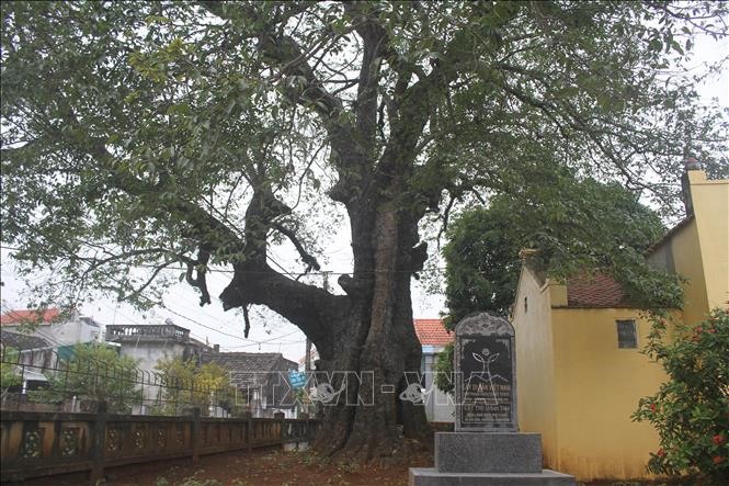 Cây Thị tại đình làng thôn Phù Long, xã Gia Vân là 1 trong 2 cây cổ thụ đầu tiên của huyện Gia Viễn được công nhận là Cây Di sản Việt Nam vào năm 2016. Ảnh: Hải Yến/TTXVN