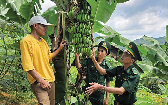 Mô hình “Trồng chuối lùn” của Đồn Biên phòng A Vao mang lại nguồn thu nhập đáng kể cho bà con thôn Pa Ling - Ảnh: L.T