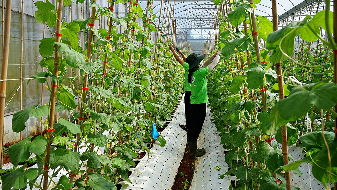 Mô hình trồng rau quả trong nhà lưới đạt chứng nhận hữu cơ của trang trại Dfarm Quảng Trị - Ảnh: L.A