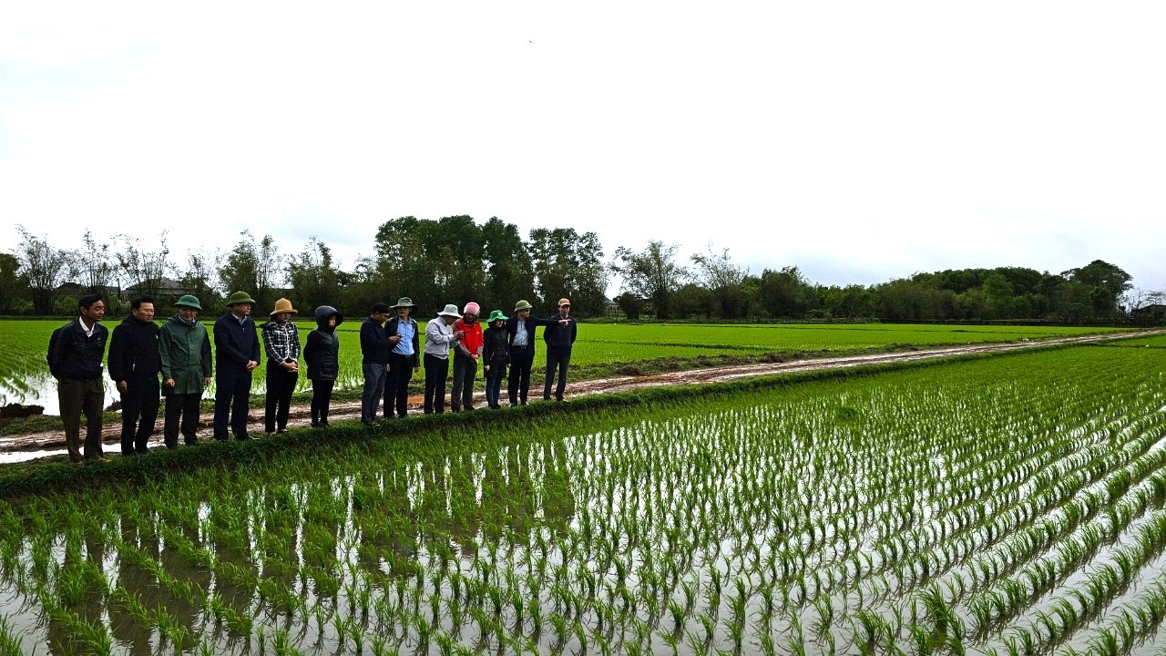 Kiểm tra tình hình sản xuất lúa vụ đông xuân 2023 - 2024 trên địa bàn xã Vĩnh Lâm, huyện Vĩnh Linh - Ảnh: T.T