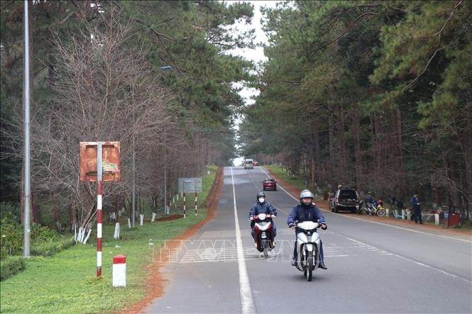 2 hàng hoa Anh đào ở cổng vào thị trấn Măng Đen gần như không nở trong mùa hoa năm nay. Ảnh: Dư Toán – TTXVN.