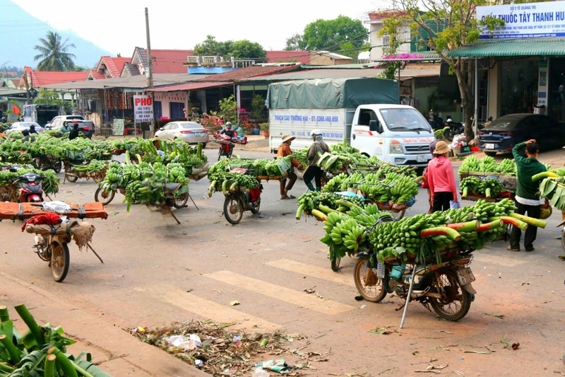 Chợ Tân Long là một trong những chợ chuối lớn nhất tại miền Trung