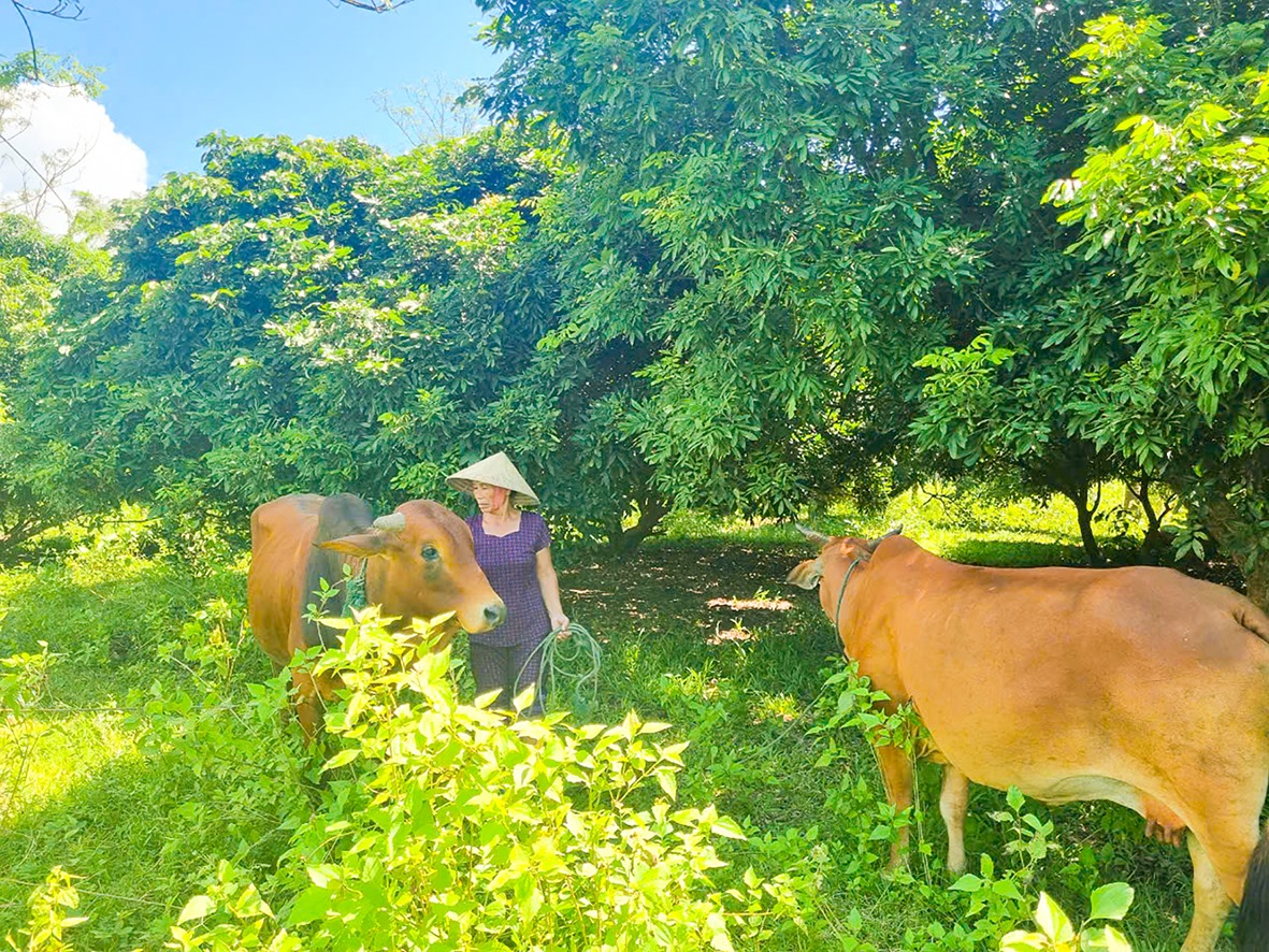 Nhờ chủ động chuyển đổi sinh kế nên bà Trần Thị Thu có việc làm sau thời gian nghỉ buôn bán tại Lào -Ảnh: T.B