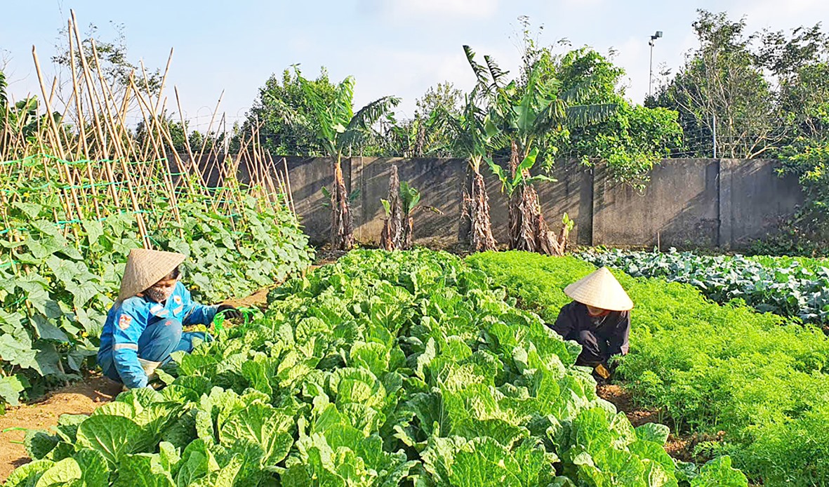 Mô hình trồng rau sạch ở xã Hướng Tân, huyện Hướng Hóa còn nhỏ lẻ, chưa có sự liên kết trong tiêu thụ sản phẩm -Ảnh: T.L