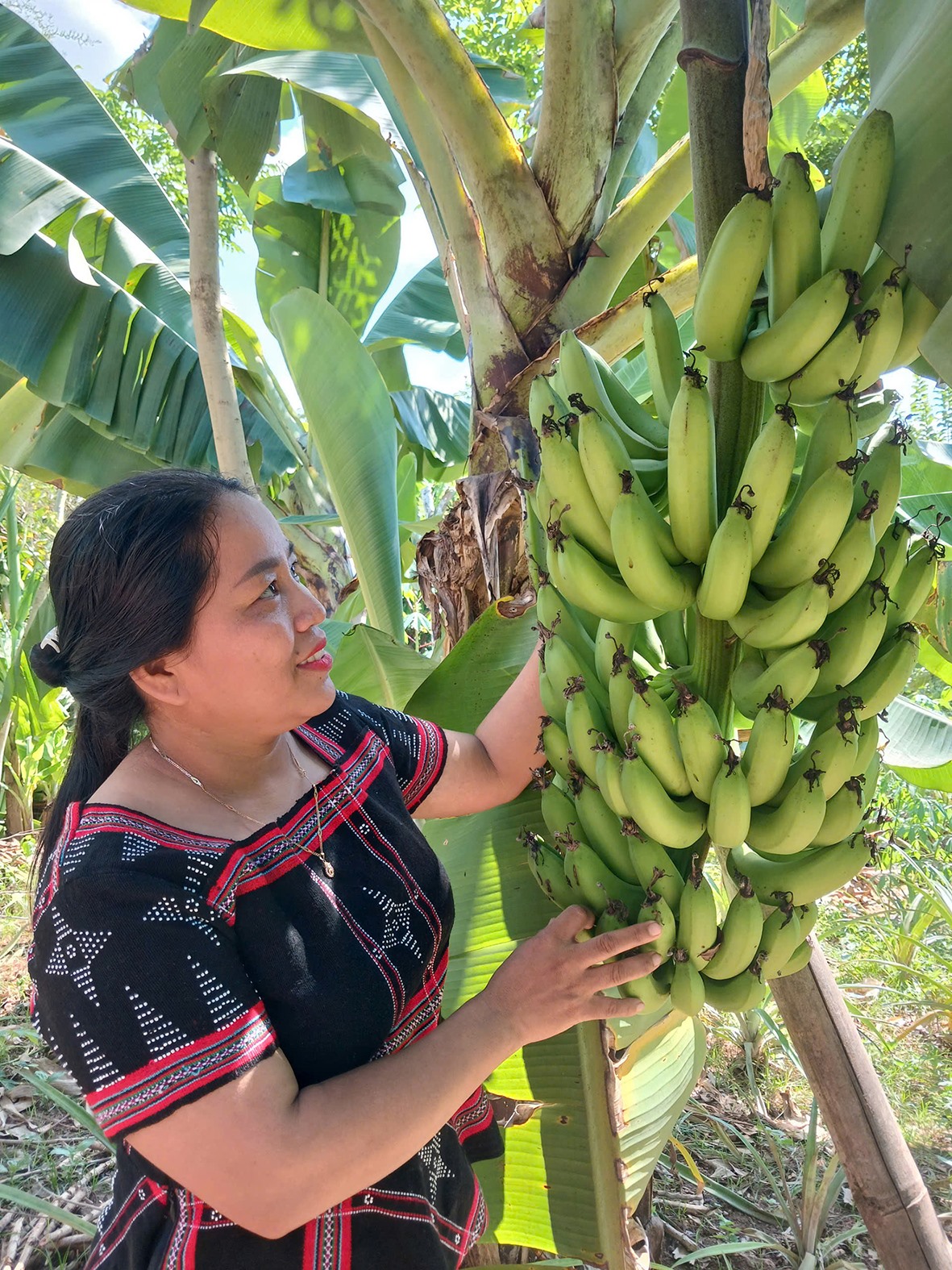 Sản phẩm chuối lùn trong vườn nhà chị Hồ Thị Rổ - Ảnh: TRẦN NGUYỆT