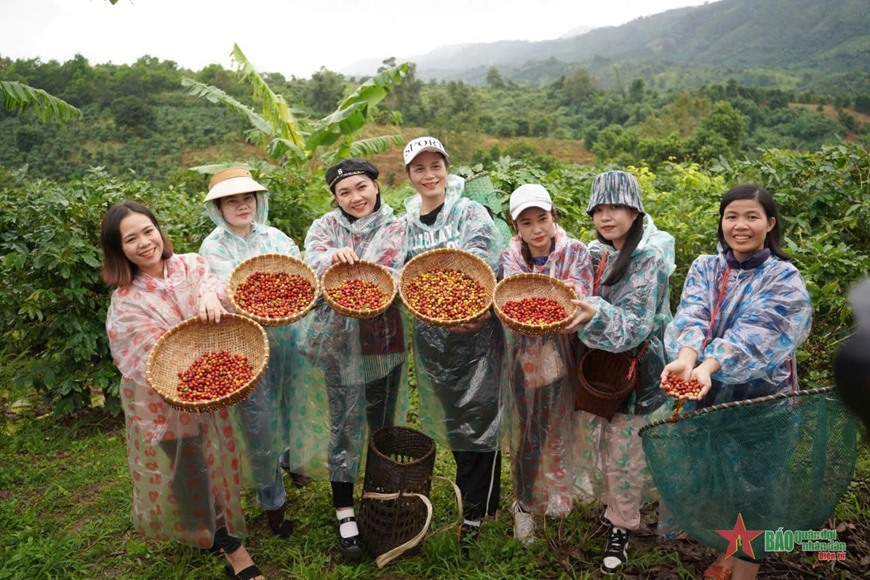 Du khách tham gia thu hái cà phê. Ảnh: Du lịch Khe Sanh