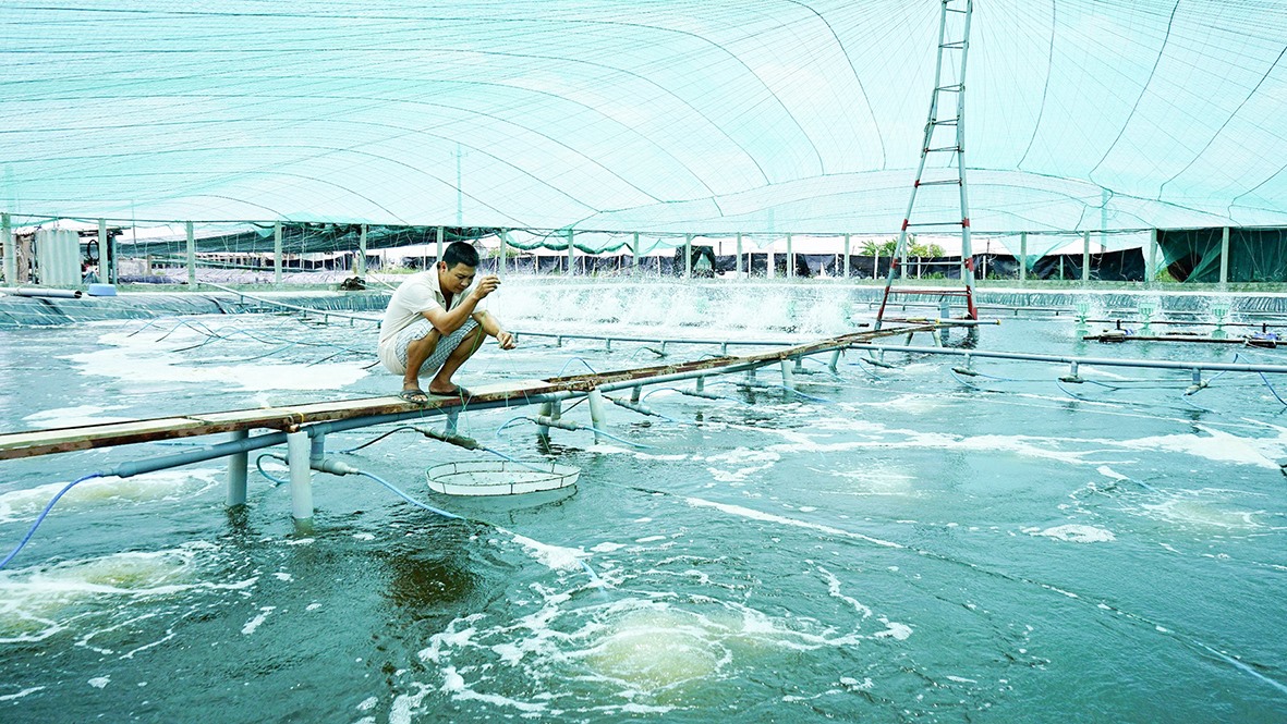 Nông dân ứng dụng tiến bộ khoa học kỹ thuật vào nuôi tôm công nghệ cao ở huyện Vĩnh Linh - Ảnh: H.T