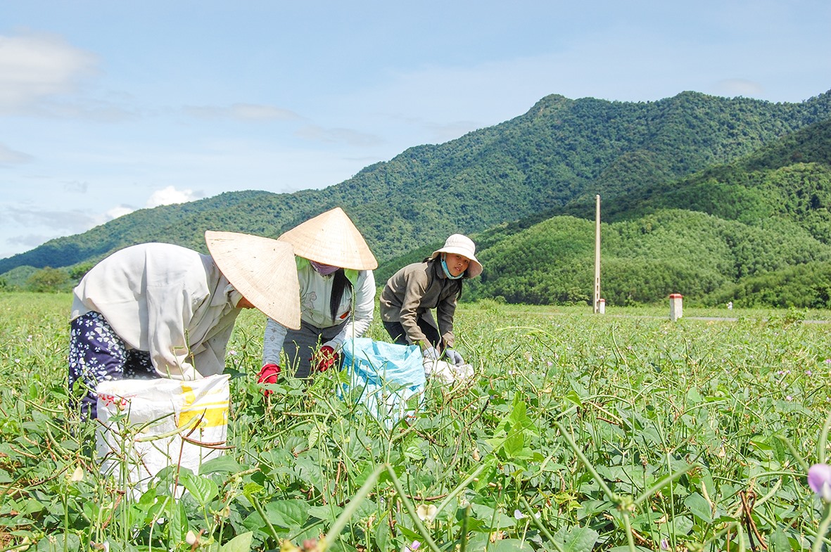 Mô hình trồng đậu xanh cho hiệu quả kinh tế cao ở xã Triệu Nguyên, huyện Đakrông -Ảnh: L.M