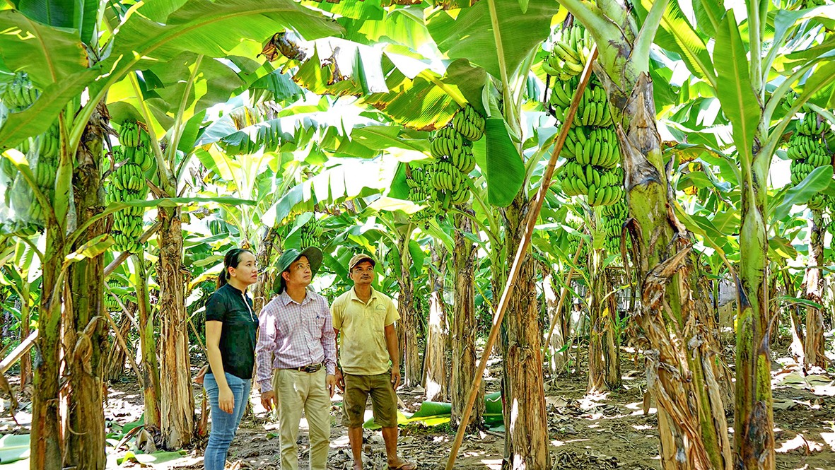 Mô hình trồng chuối tiêu hồng bằng giống nuôi cấy mô tại xã A Ngo, huyện Đakrông mang lại thu nhập cao cho nông dân - Ảnh: L.A