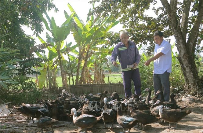 Hộ đồng bào dân tộc Khmer tại thị xã Ngã Năm (Sóc Trăng) được hỗ trợ vốn chăn nuôi vịt xiêm.