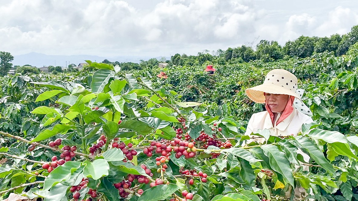 Thu hoạch cà phê tại xã Hướng Phùng, huyện Hướng Hóa -Ảnh: L.A