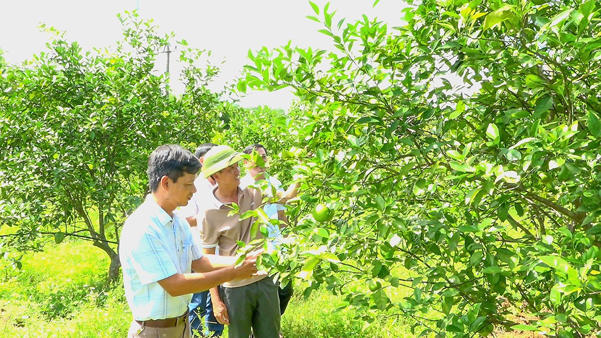 Xây dựng vườn mẫu được các địa phương khuyến khích, các hộ gia đình ở Vĩnh Linh hưởng ứng tích cực -Ảnh: N.Đ