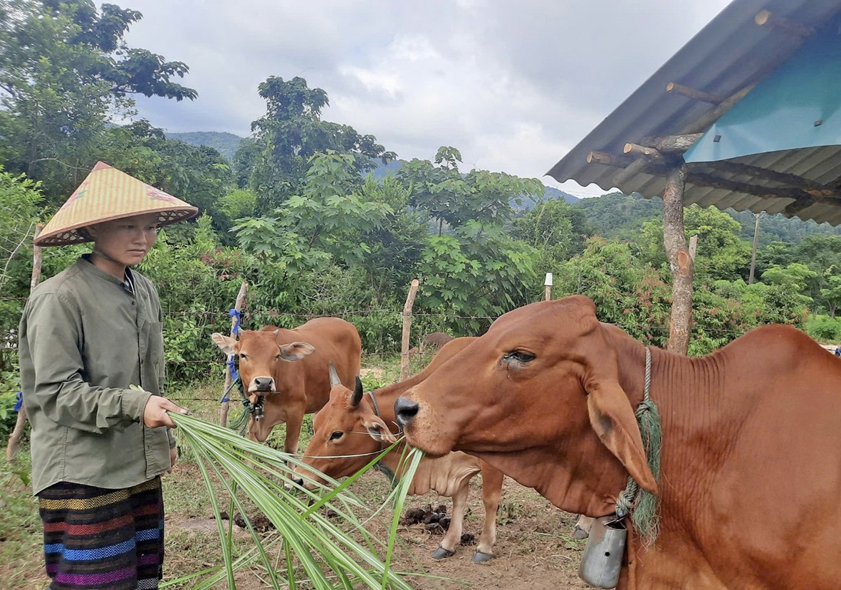 Ngoài trồng trọt, chị Nhung còn đầu tư chăn nuôi bò - Ảnh: M.L