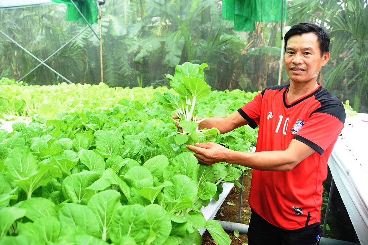 Anh Thông giới thiệu về một loại rau thủy canh trong mô hình của mình - Ảnh: Đ.V