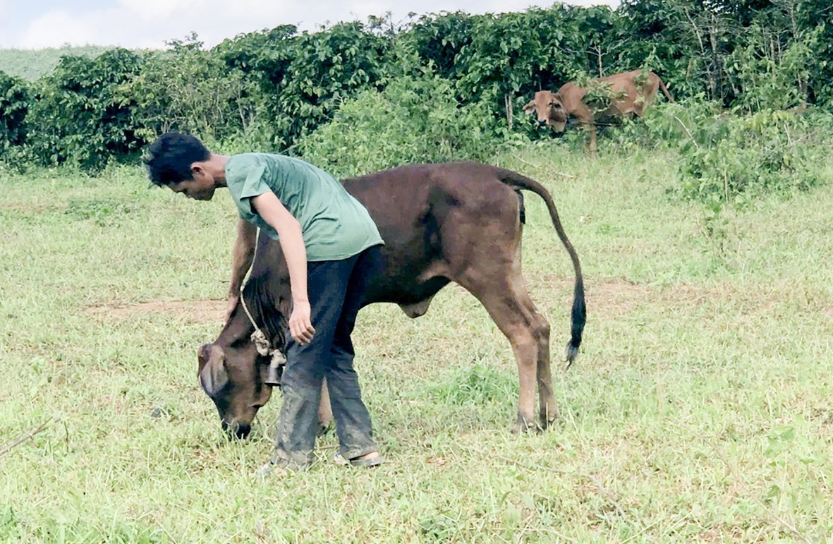 Người dân nghèo ở xã Húc, huyện Hướng Hóa được hỗ trợ bò giống làm sinh kế từ Tiểu dự án 2, Dự án 3 -Ảnh: N.T