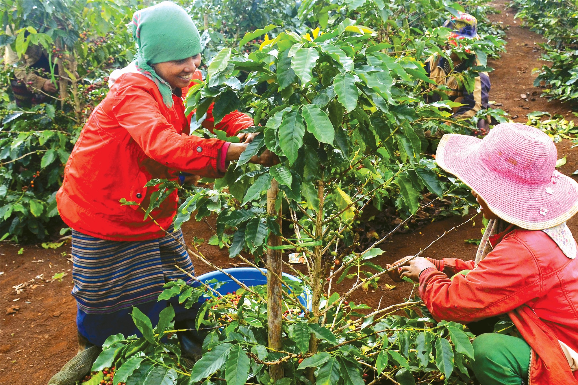 Thu hoạch cà phê ở Hướng Phùng, Hướng Hóa -Ảnh: TRÀ THIẾT