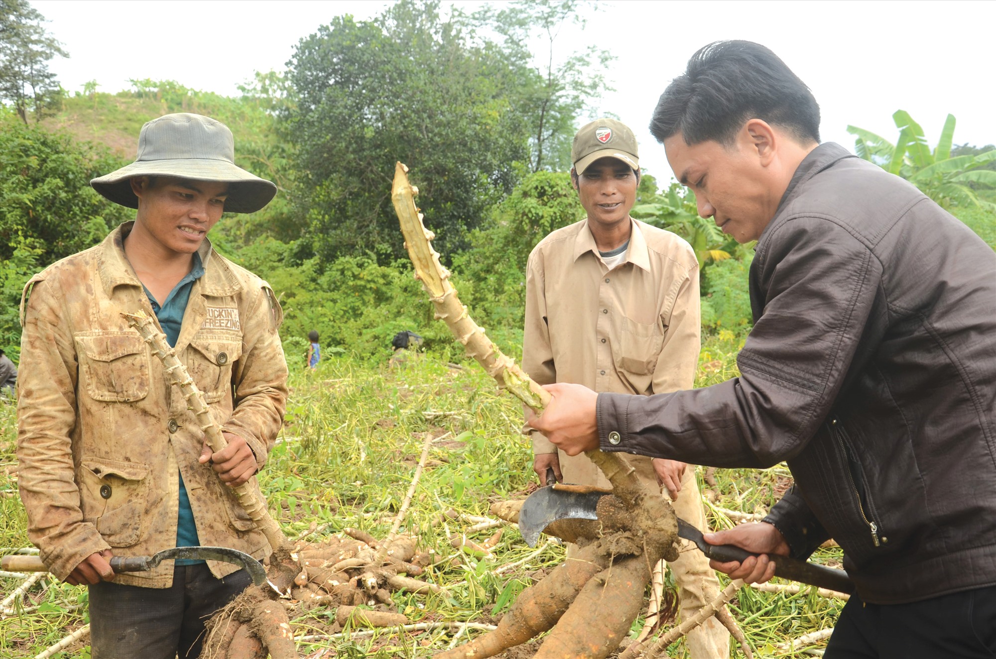 Nông dân thu hoạch sắn - Ảnh: L.M