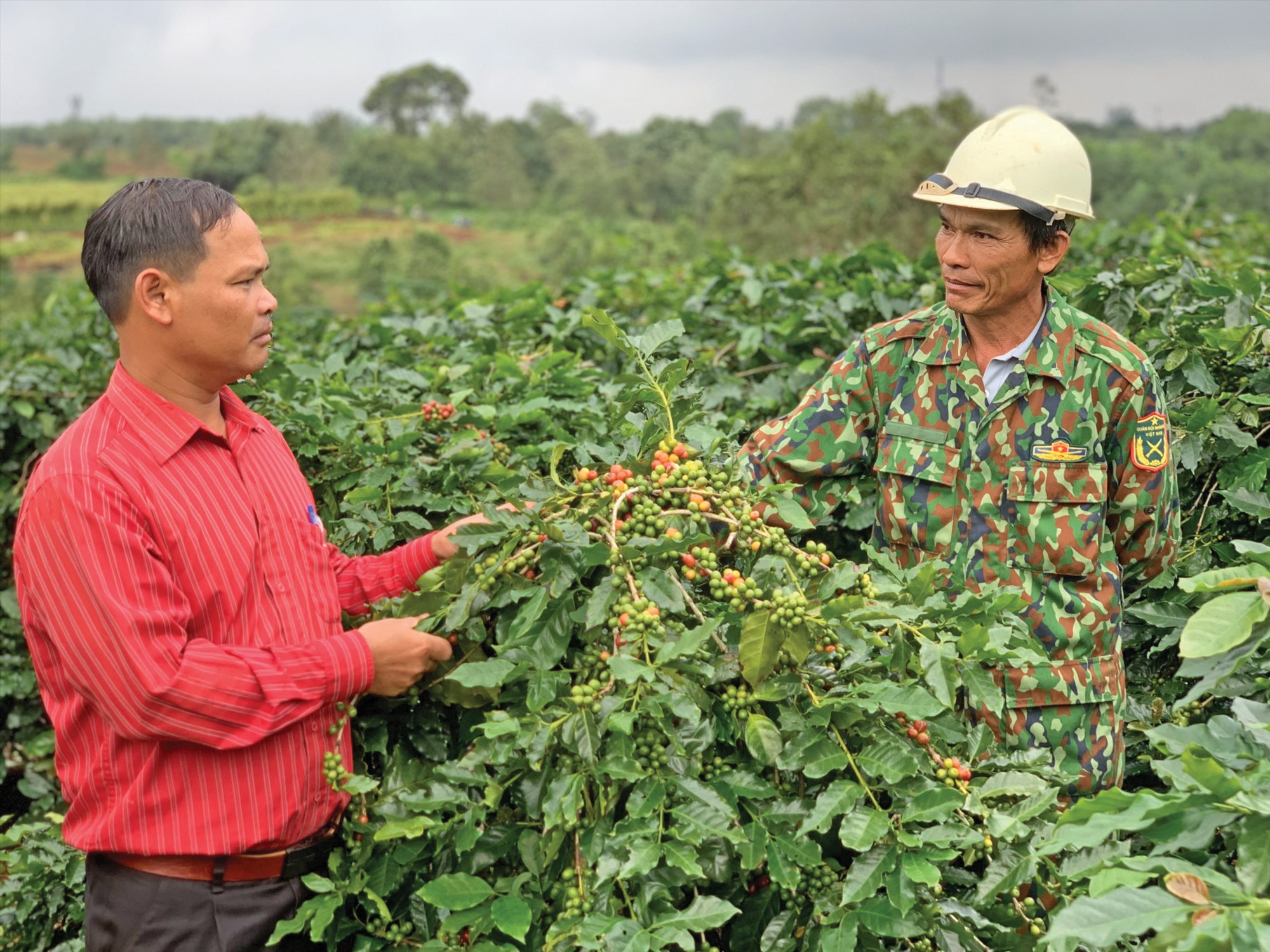 Cà phê là một trong những sản phẩm nông sản đặc trưng của huyện Hướng Hóa - Ảnh: T.P