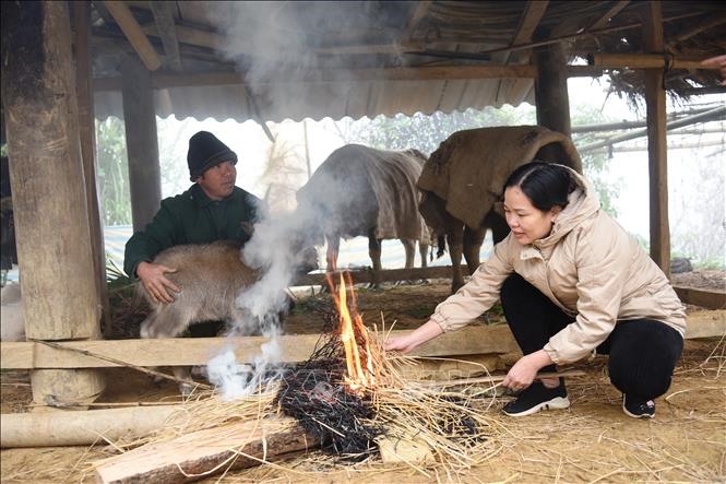 Nông dân xã Toả Tình, huyện Tuần Giáo, tỉnh Điện Biên che chắn, đắp thêm chăn, đốt lửa giữ ấm cho đàn gia súc. Ảnh: Phan Quân/TTXVN