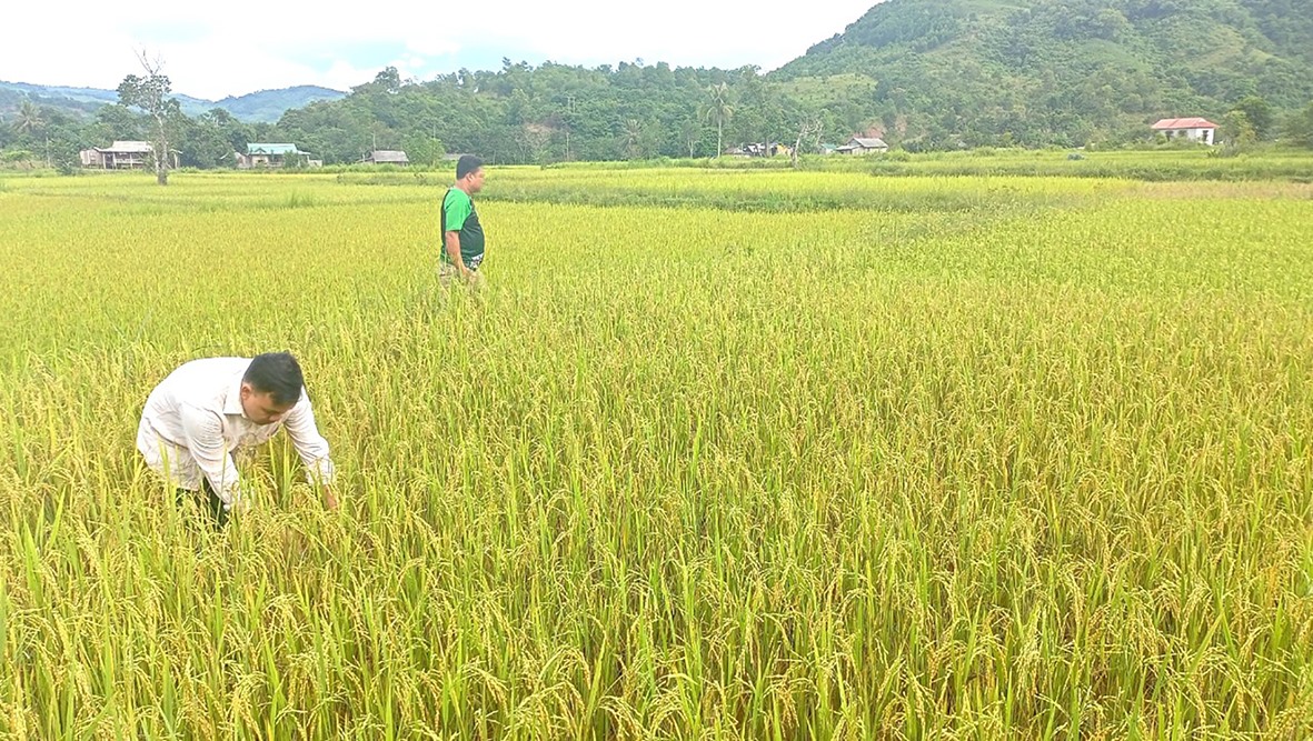 Giống lúa nếp than mang lại hiệu quả kinh tế cao cho đồng bào dân tộc thiểu số ở huyện Đakrông - Ảnh: S.H