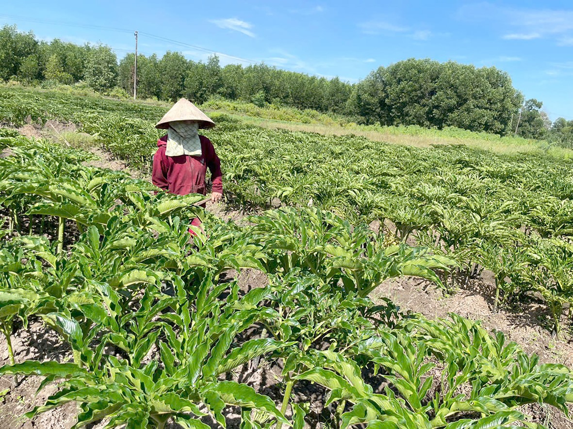 Người dân thôn Đông Sơn, xã Hải Sơn chăm sóc cây nưa - Ảnh: M.T