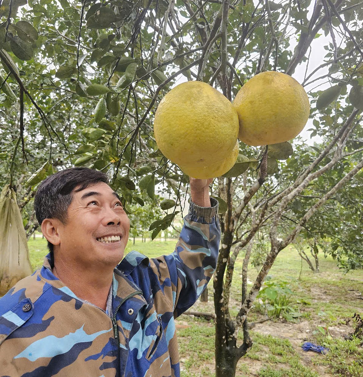 Ông Lê Quang Thạnh thôn Nam Chánh, xã Hải Chánh thu hoạch bưởi diễn trong vườn mẫu - Ảnh: M.T