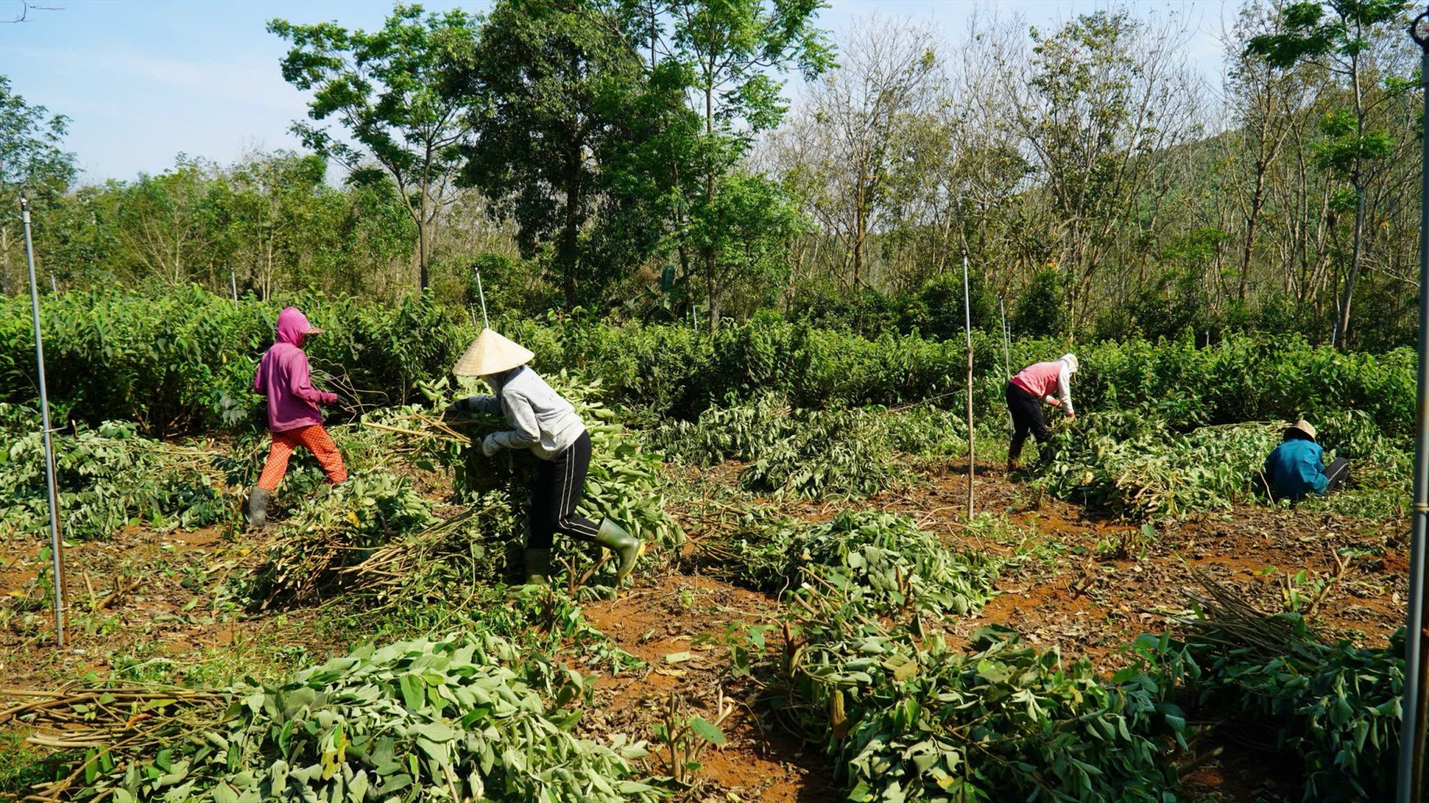 Nông dân xã Cam Chính thu hoạch cây an xoa để sản xuất dược liệu - Ảnh: HT