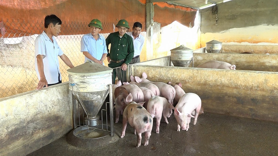 Nhiều hộ gia đình ở huyện Hải Lăng chuyển đổi sang chăn nuôi lợn theo hình thức liên kết, áp dụng công nghệ cao mang lại hiệu quả - Ảnh: L.T