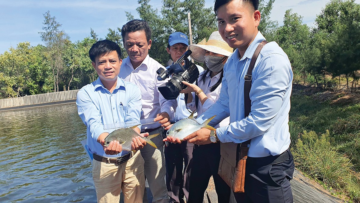 Cá chim vây vàng, một trong những đối tượng nuôi mới có giá trị kinh tế cao được nuôi thử nghiệm thành công tại huyện Hải Lăng - Ảnh: L.A