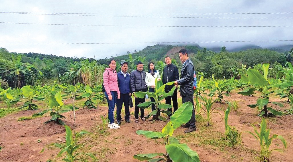 Mô hình “Trồng chuối lùn bản địa nuôi cấy mô” ở xã A Ngo mang lại hiệu quả rõ rệt so với cách trồng truyền thống ở địa phương - Ảnh: T.T