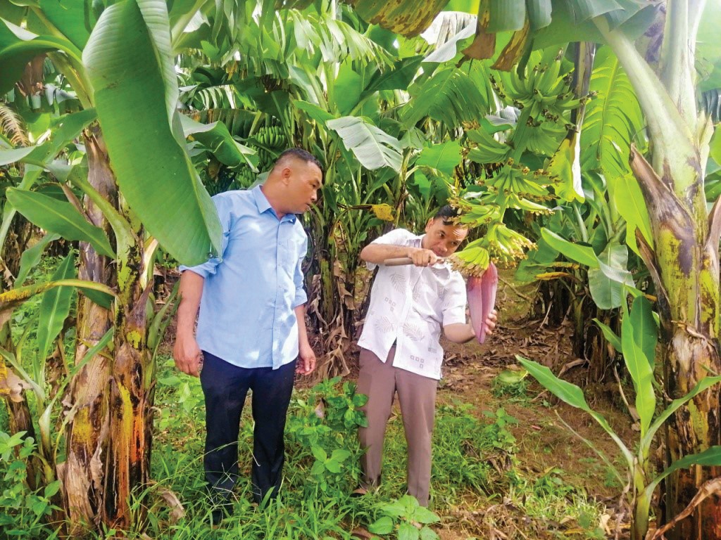 Mô hình “Trồng chuối lùn bản địa nuôi cấy mô” đã nâng cao nhận thức và năng lực cho người dân trong việc trồng thâm canh cây chuối lùn bản địa - Ảnh: T.T