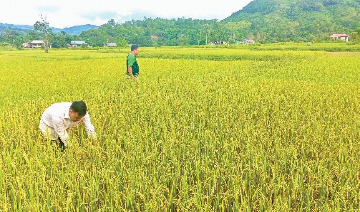 Lúa nếp than trĩu hạt trên những thửa ruộng thiếu nước ở xã A Ngo, huyện Đakrông - Ảnh: TIẾN SỸ