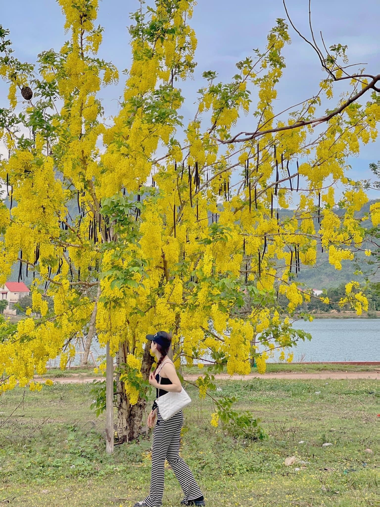 Mùa hoa Osaka vàng ở Công viên trung tâm thị trấn Lao Bảo, huyện Hướng Hóa.