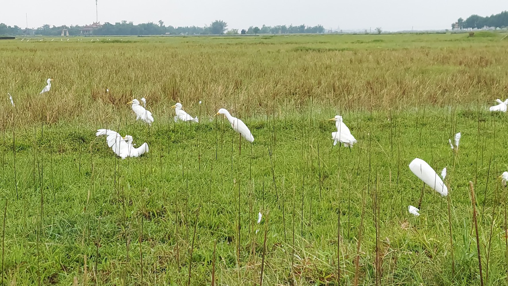 Cò giả, lưới “tàng hình” được giăng khắp cánh đồng ngập nước để bẫy bắt các loài chim hoang dã, di cư - Ảnh: H.A